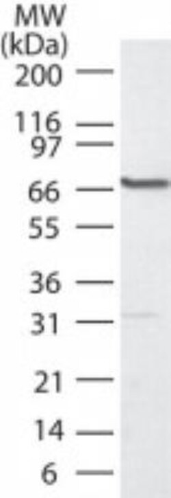 PLK1 Antibody, Novus Biologicals 0.05 mL | Buy Online | Novus Biologicals | Fisher Scientific