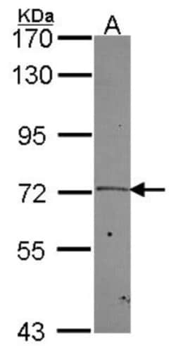 PLK2 Antibody, Novus Biologicals 0.1mL | Buy Online | Novus Biologicals | Fisher Scientific