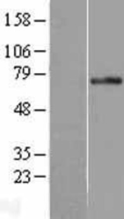 Novus Biologicals™ PLK3 Overexpression Lysate