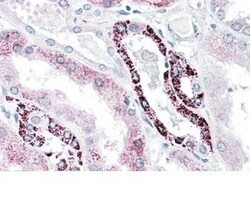 PLK3 Antibody, Novus Biologicals 0.1mg; Unlabeled:Antibodies, Polyclonal