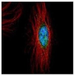 PLK4 Antibody, Novus Biologicals 0.1mL; Unlabeled:Antibodies, Polyclonal