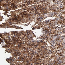 PLSCR4 Antibody, Novus Biologicals:Antibodies:Primary Antibodies