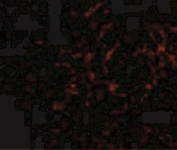 Plxdc2 Antibody - BSA Free, Novus Biologicals 0.025 mg | Buy Online | Novus Biologicals | Fisher Scientific