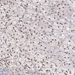 PLZF Antibody, Novus Biologicals 25ul | Buy Online | Novus Biologicals | Fisher Scientific