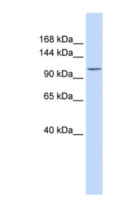 PMCA3 Antibody, Novus Biologicals:Antibodies:Primary Antibodies