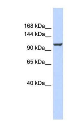 PMCA4 Antibody, Novus Biologicals 0.05mg; Unlabeled:Antibodies, Polyclonal