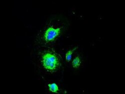 PMEL17/SILV Antibody (OTI10E5), Novus Biologicals 0.1mL; Unlabeled:Antibodies,