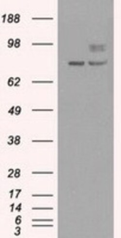 PMEL17/SILV Antibody (OTI10E5), Novus Biologicals 0.1mL; Unlabeled:Antibodies,