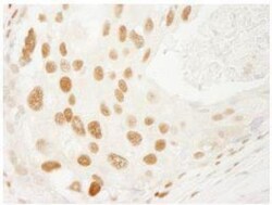 PML Protein Antibody - BSA Free, Novus Biologicals:Antibodies:Primary Antibodies