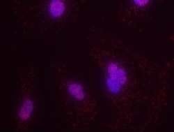 PML Protein Antibody - BSA Free, Novus Biologicals:Antibodies:Primary Antibodies