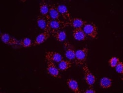 PML Protein Antibody - BSA Free, Novus Biologicals:Antibodies:Primary Antibodies