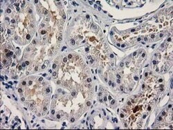 PNMA3 Antibody (OTI1C3), Novus Biologicals 0.1mL; Unlabeled:Antibodies,