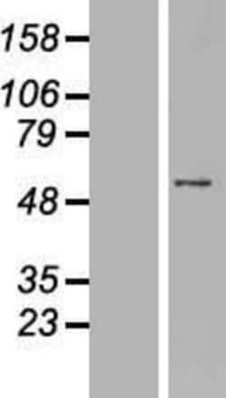Novus Biologicals&trade;&nbsp;PNMA3 Overexpression Lysate