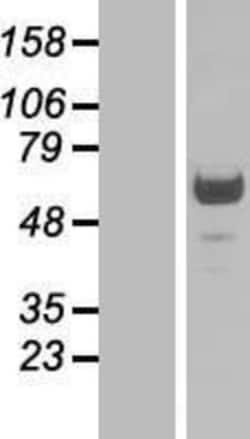 Novus Biologicals™ PNMA-like 1 Overexpression Lysate