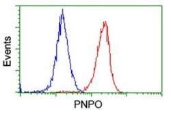 PNPO Antibody (OTI1G9), Novus Biologicals 0.1 mL | Buy Online | Novus Biologicals | Fisher Scientific