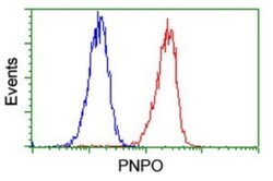PNPO Antibody (OTI1G9), Novus Biologicals 0.1 mL | Buy Online | Novus Biologicals | Fisher Scientific