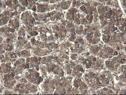 PNPO Antibody (OTI1G9), Novus Biologicals 0.1 mL | Buy Online | Novus Biologicals | Fisher Scientific