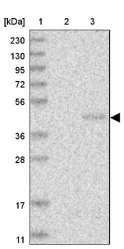 PNRC1 Antibody, Novus Biologicals:Antibodies:Primary Antibodies