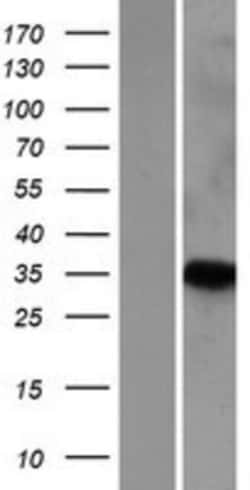 Novus Biologicals&trade;&nbsp;PNRC1 Overexpression Lysate