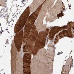 PNRC1 Antibody, Novus Biologicals:Antibodies:Primary Antibodies