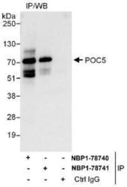 POC5 Antibody, Novus Biologicals 0.1mg; Unlabeled:Antibodies, Polyclonal