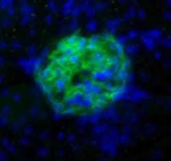 Podoplanin Antibody (8.1.1) - BSA Free, Novus Biologicals 0.025mL; Unlabeled:Antibodies,