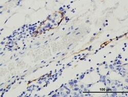 Podoplanin Antibody (8.1.1) - BSA Free, Novus Biologicals 0.025mL; Unlabeled:Antibodies,