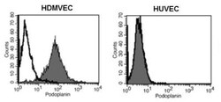 Podoplanin Antibody (18H5) - Azide and BSA Free, Novus Biologicals 0.1