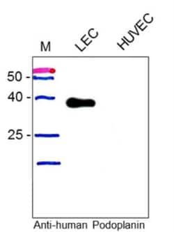 Podoplanin Antibody (18H5) - Azide and BSA Free, Novus Biologicals 0.1