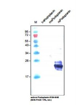Podoplanin Antibody (LF3/B7/D5B27) - Azide and BSA Free, Novus Biologicals:Antibodies:Primary