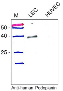 Podoplanin Antibody, Novus Biologicals 0.025 mg; Unconjugated:Antibodies,