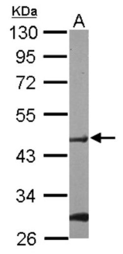 Protein O-Fucosyltransferase 1/POFUT1 Antibody, Novus Biologicals 0.1 mL | Buy Online | Novus Biologicals | Fisher Scientific