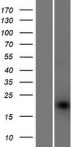 Novus Biologicals&trade;&nbsp;Protein O-Fucosyltransferase 1/POFUT1 Overexpression Lysate