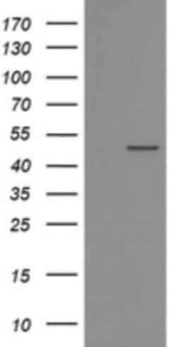 POFUT2 Antibody (OTI3A12), Novus Biologicals 0.1mL; Unlabeled:Antibodies,