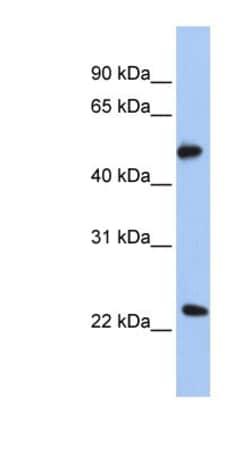 POFUT2 Antibody, Novus Biologicals:Antibodies:Primary Antibodies