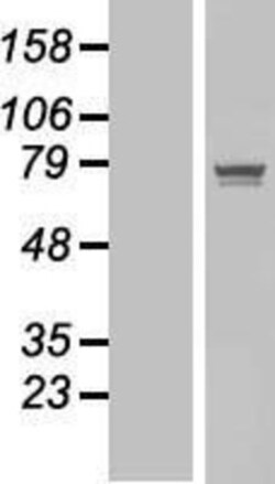 Novus Biologicals&trade;&nbsp;POGK Overexpression Lysate