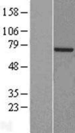 Novus Biologicals™ POLA2 Overexpression Lysate