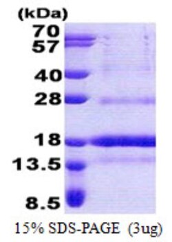 Novus Biologicals&trade;&nbsp;Recombinant Human POLD4 His Protein