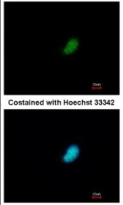 POLR2E Antibody, Novus Biologicals 0.1mL; Unlabeled:Antibodies, Polyclonal