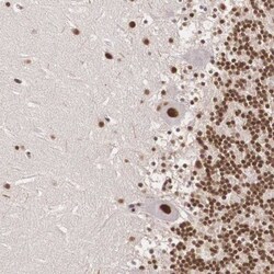 POLR2F Antibody, Novus Biologicals 0.1mL; Unlabeled:Antibodies, Polyclonal