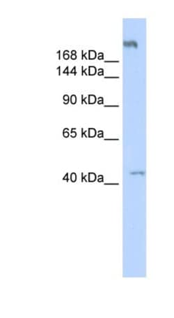 POLR3A Antibody, Novus Biologicals:Antibodies:Primary Antibodies