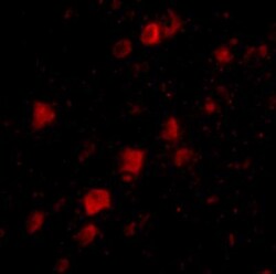 POLR3F Antibody - BSA Free, Novus Biologicals 0.025 mg, Unconjugated:Antibodies,