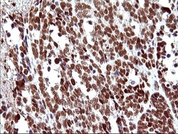 POLR3GL Antibody (OTI5E8), Novus Biologicals 0.1 mL | Buy Online | Novus Biologicals | Fisher Scientific