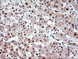 POLR3GL Antibody (OTI5E8), Novus Biologicals 0.1 mL | Buy Online | Novus Biologicals | Fisher Scientific