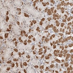 POLR3GL Antibody, Novus Biologicals:Antibodies:Primary Antibodies