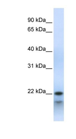 POLR3H Antibody, Novus Biologicals:Antibodies:Primary Antibodies
