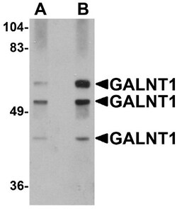 Polypeptide GalNac Transferase 10/GALNT10 Antibody - BSA Free, Novus Biologicals