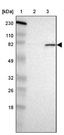 POMT2 Antibody, Novus Biologicals 0.1 mL | Buy Online | Novus Biologicals | Fisher Scientific