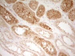 PON3 Antibody (OTI5C3), Novus Biologicals 0.1mL; Unlabeled:Antibodies,