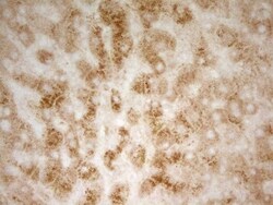 PON3 Antibody (OTI5C3), Novus Biologicals 0.1mL; Unlabeled:Antibodies,